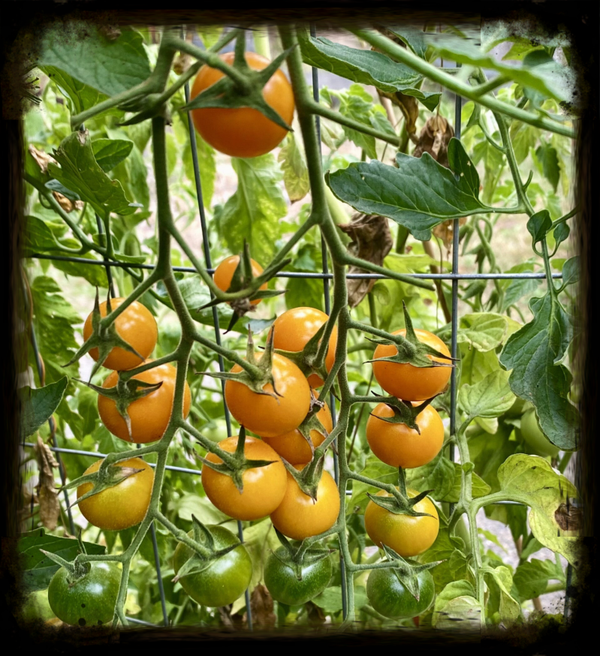 Sun Gold Cherry Tomato Plants 1 gallon size (local pickup only)