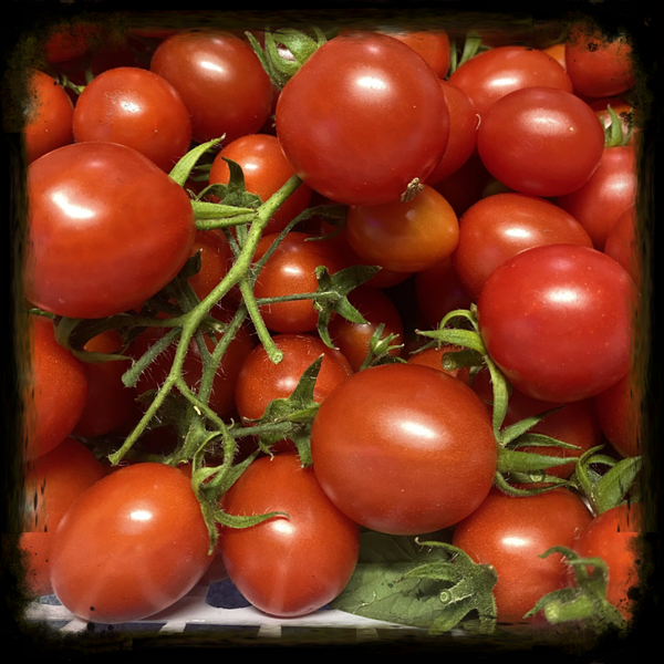 Principe Borghese Tomato Plant 1 gallon size (local pick up only)