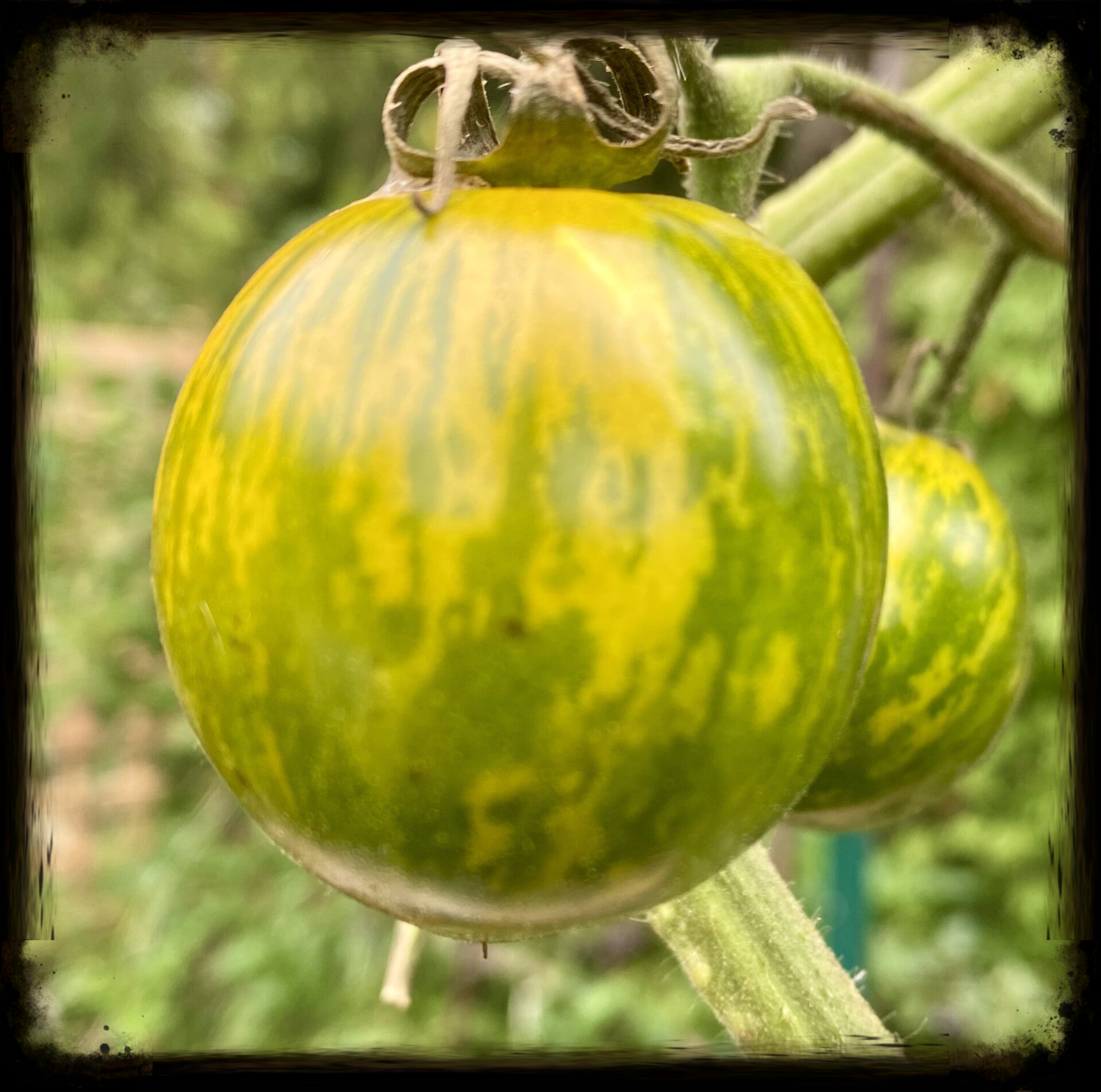 Green Zebra Tomato Plants 1 gallon (local pick up only)
