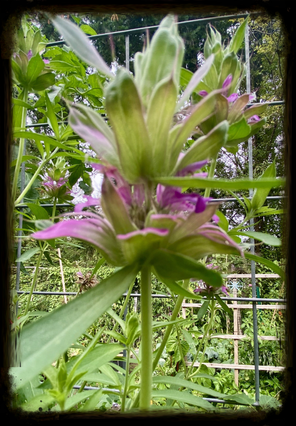 Bee Balm Lemon (local pick up only)