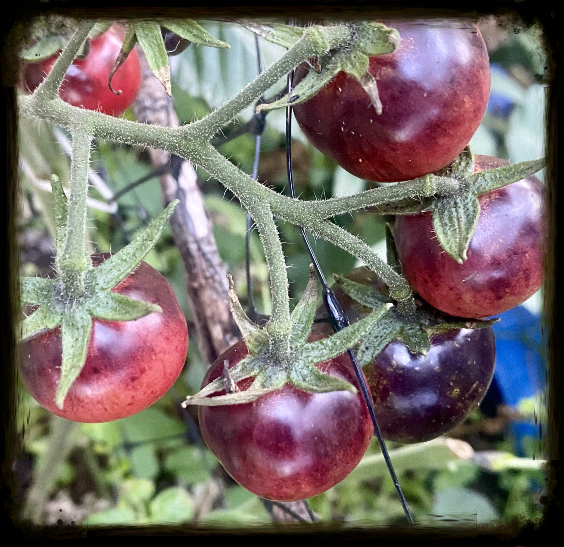 Black Strawberry Tomato Plants 1 Gallon (local pick up only)