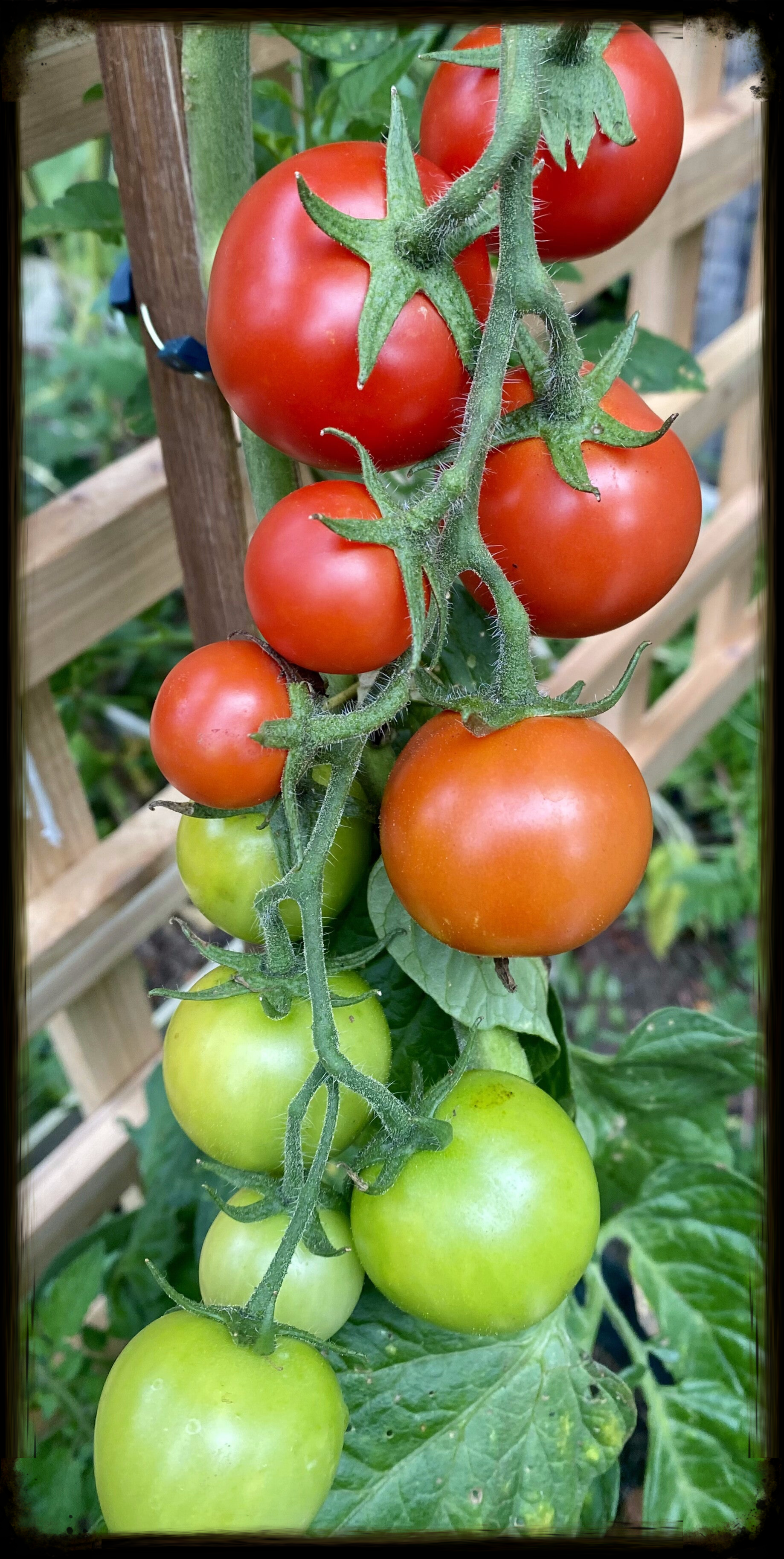 Campari Tomato Plant 1 Gallon (local pick only)