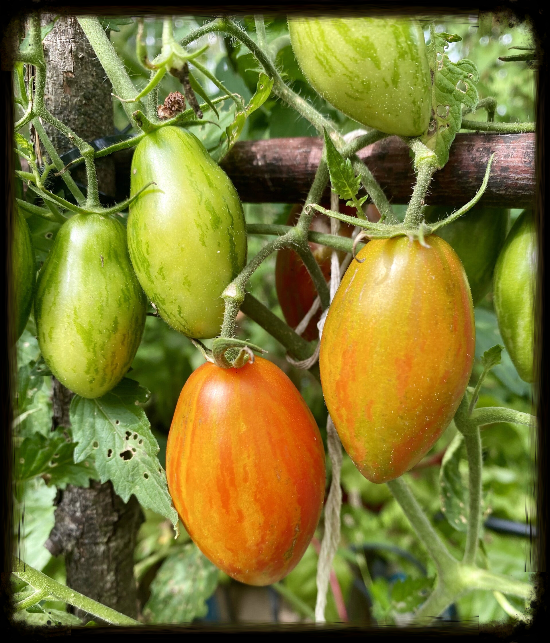 Prairie Fire Tomato Plant 1 gallon size (local pick up only)