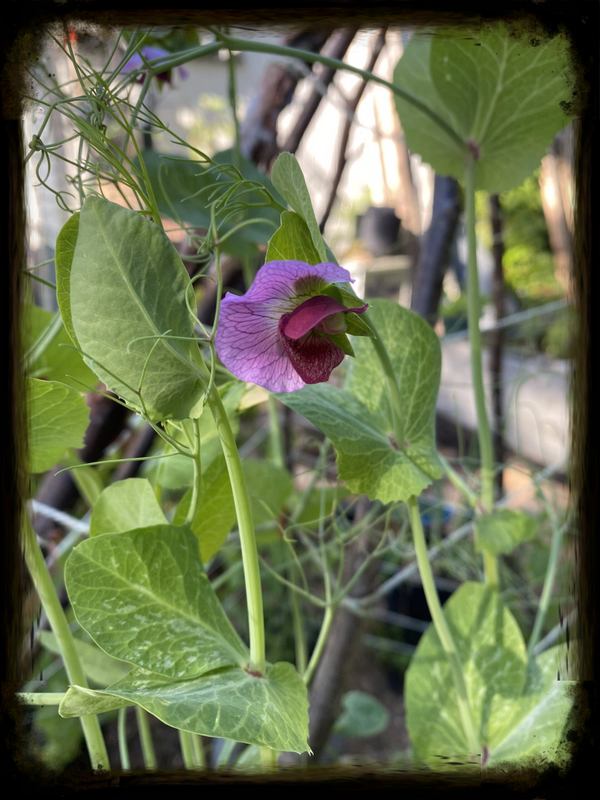 Snap Pea ~Sweet Magnolia Tendril 6pk (Local Pick Up Only)