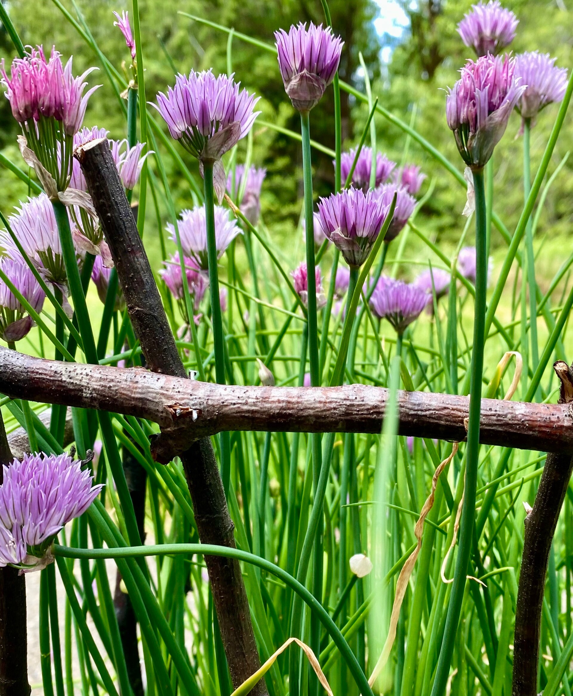 Chive  Common Starts (Local pick up only)