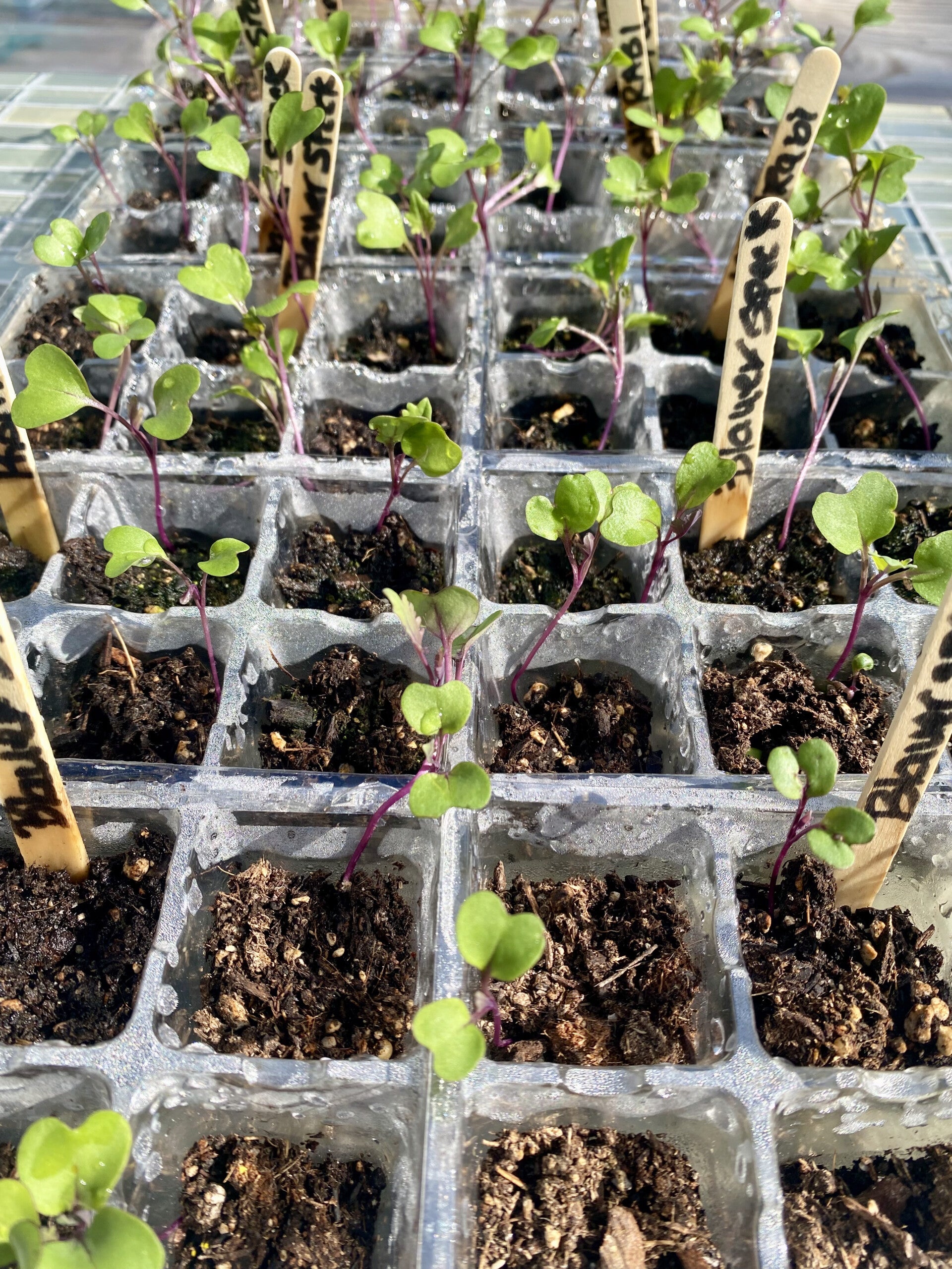 Kohlrabi Blauer Speck Starts 6pk (local pick up only)