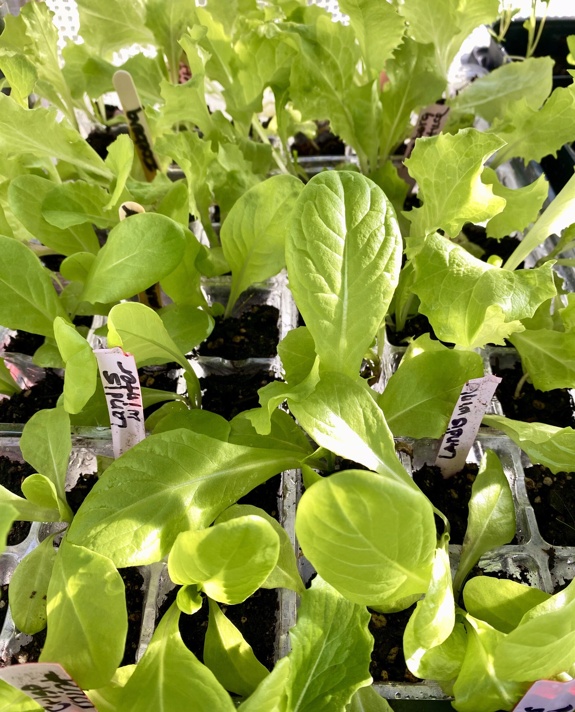 Lettuce Landis Winter Starts 6pk (local pick up only)