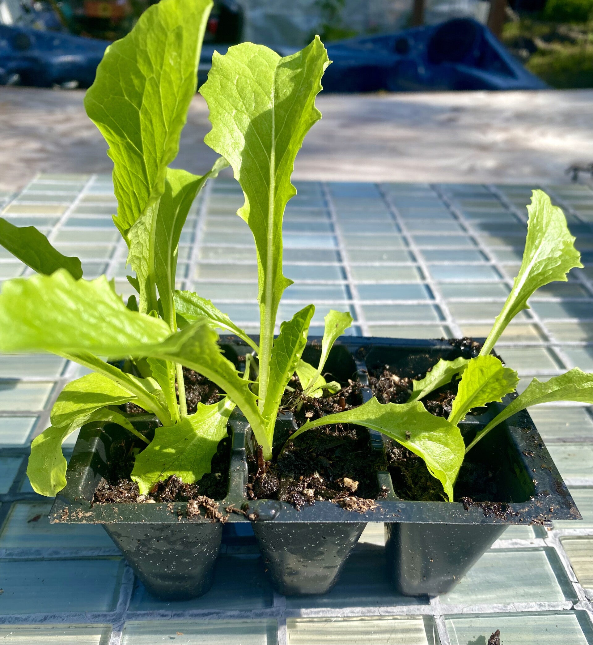 Lettuce Crisp Mint Starts 6pk (local pick up only)