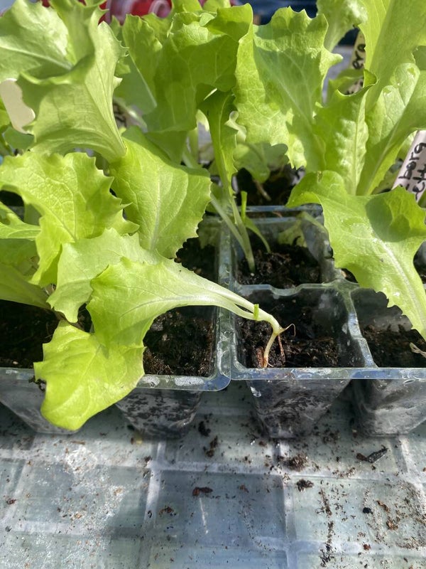 Lettuce Iceberg Starts 6pk (local pick uo only)