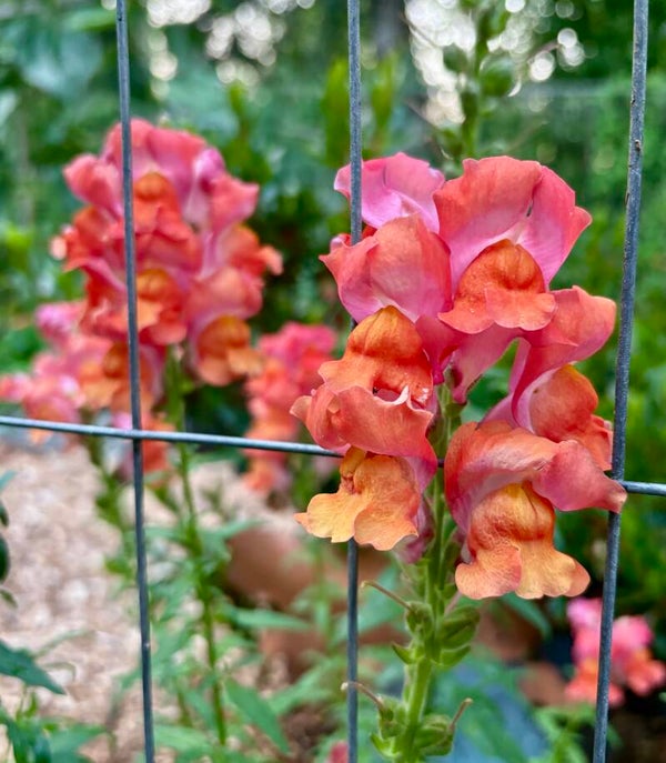 Snapdragon ~Apricot Martini~ (Local Pick Up Only)
