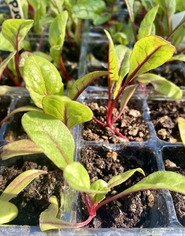 Swiss Chard Ruby Red Starts 6 pk (local pick up only)
