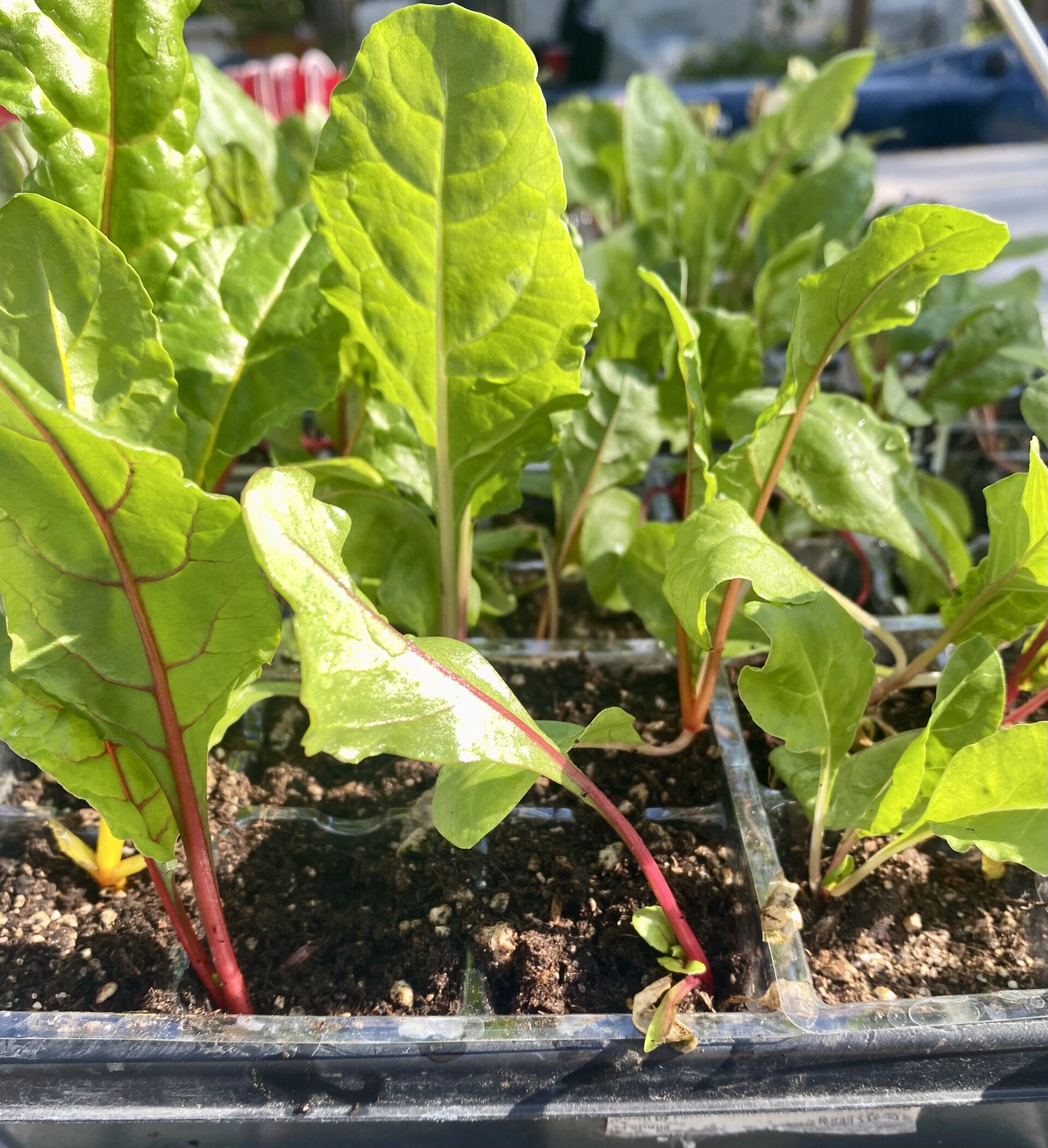 Swiss Chard 5 Color  Silver Beet Starts  6 pk (local pick up only)