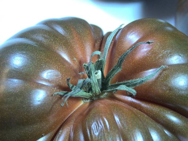 Black Krim Tomato Plants 1 gallon size (local pick up only)