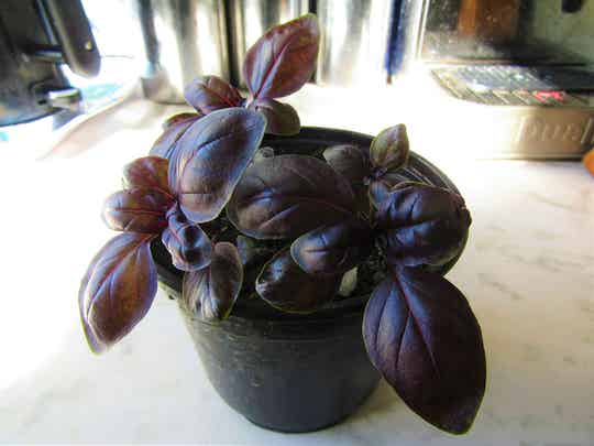 Basil Purple Ball Starts (local pick up only)