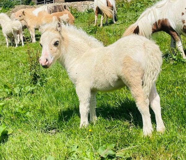 Palomino skewbald colt foal