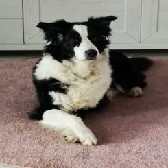 Ayla 