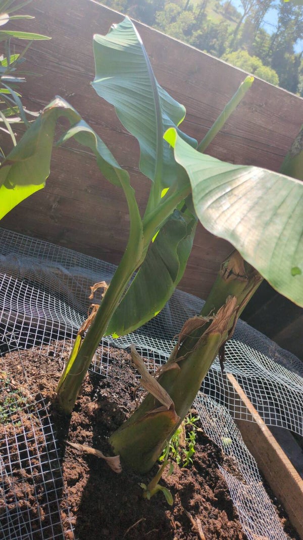 Bananen Baum