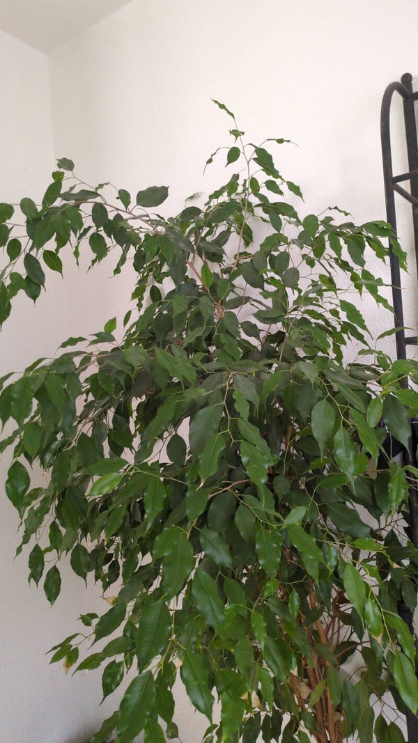 Grosser grüner Baum