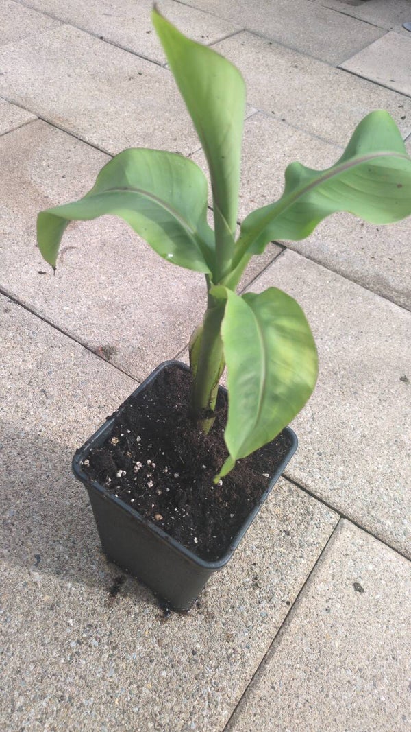 Mini Bananebäumli