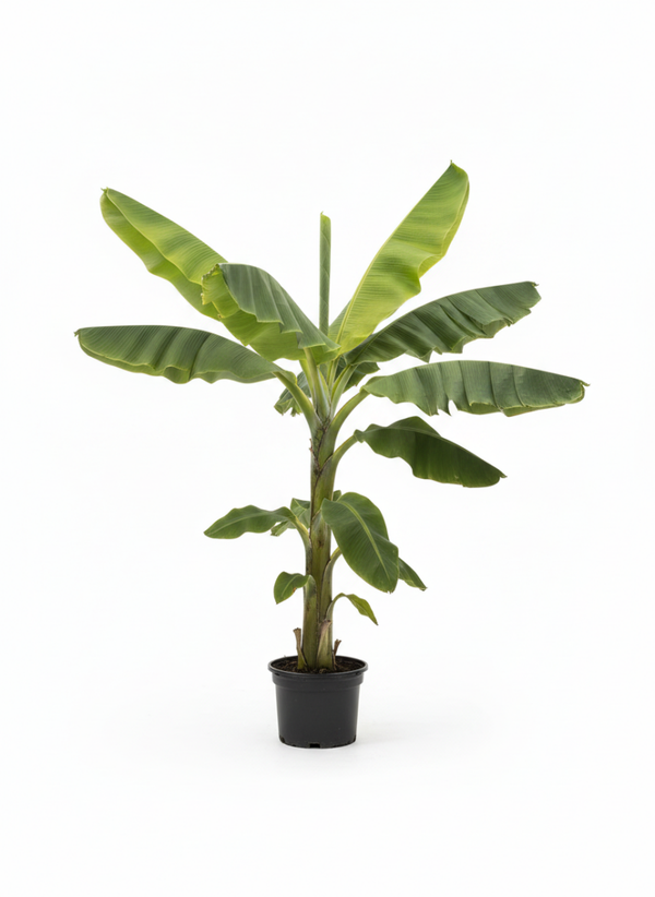Bananenbaum 2 meter höhe