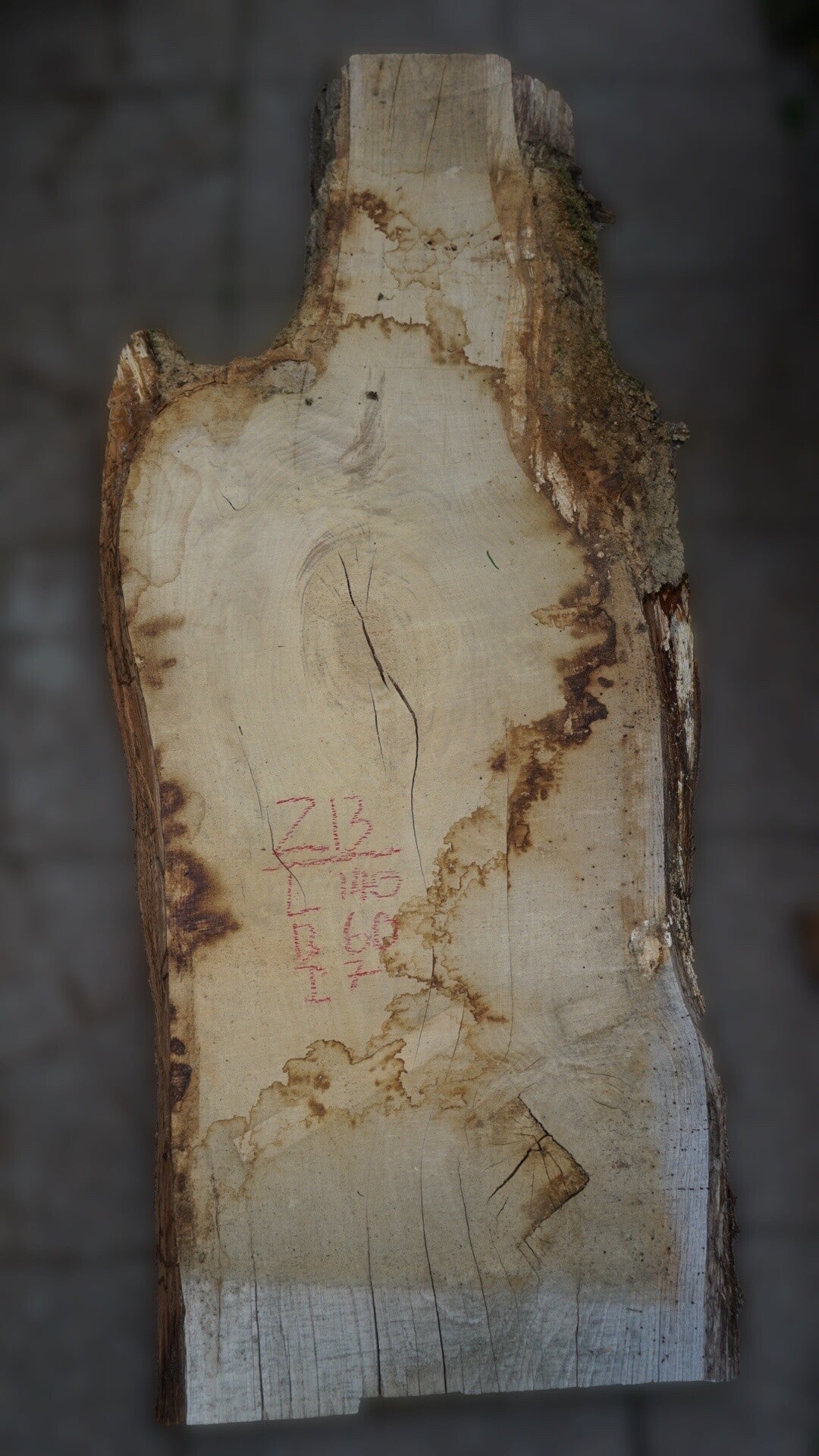 Amerikaans eiken schaaldeel Z13