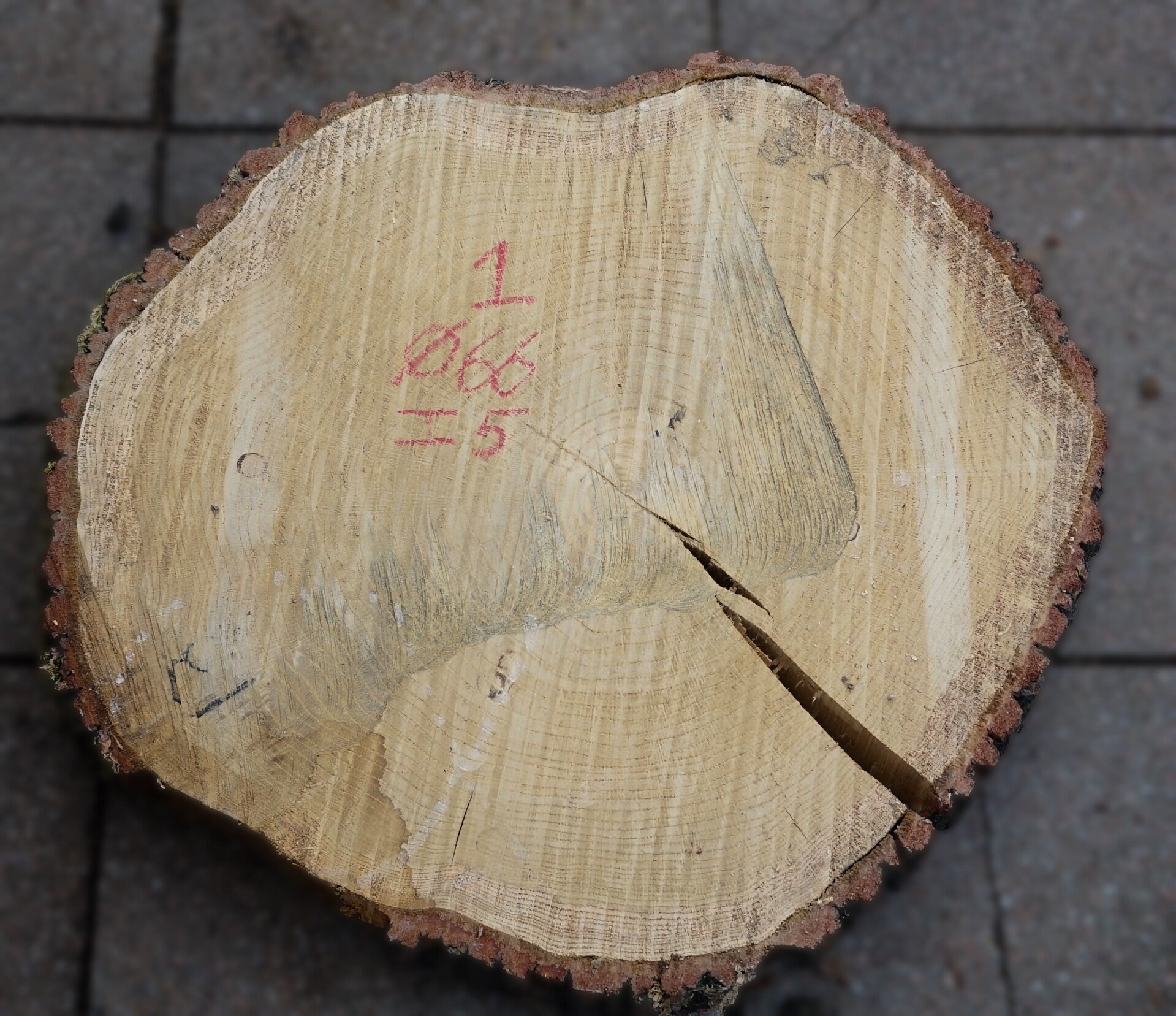 Eiken boomstamschijf 1