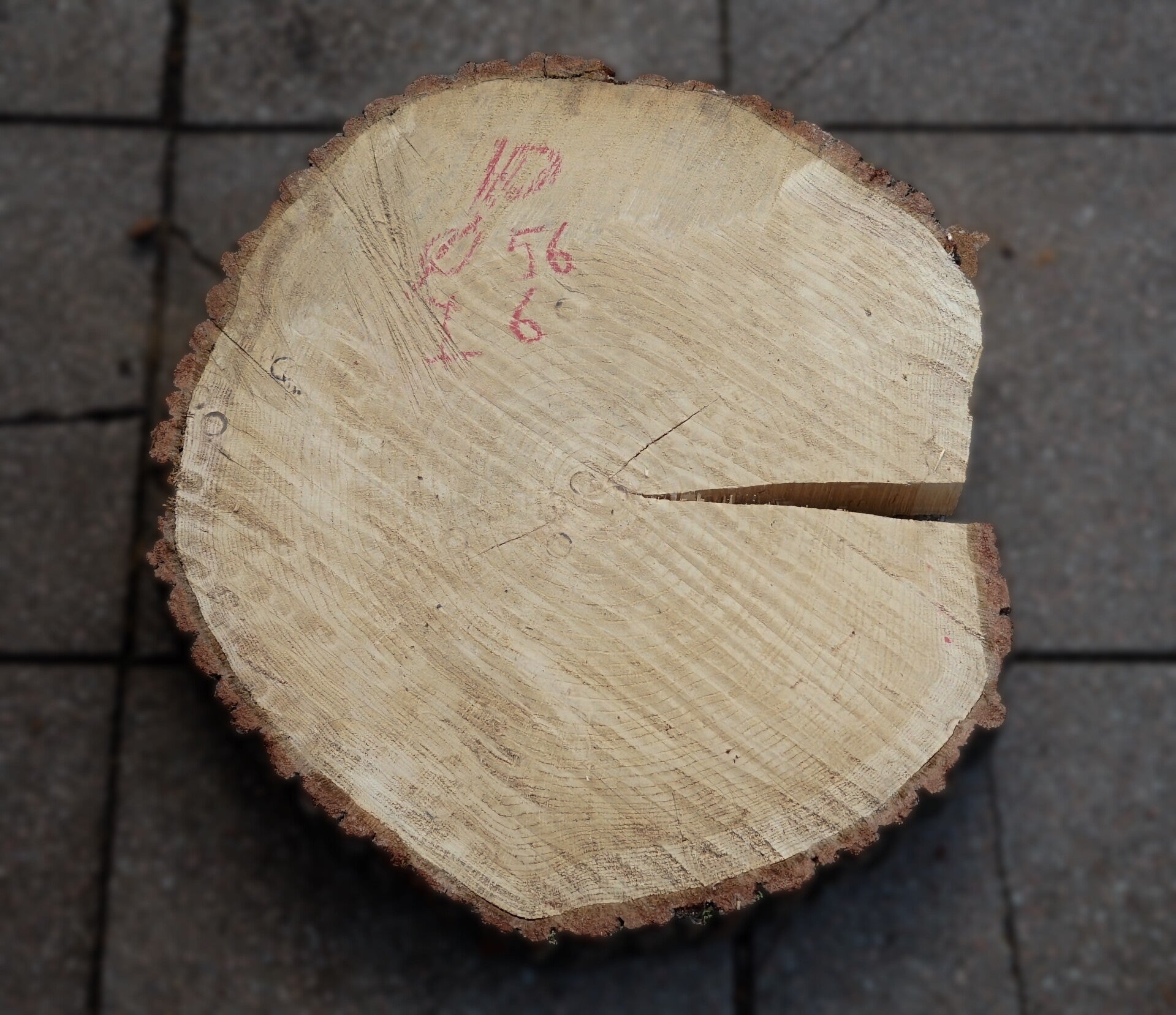 Eiken boomstamschijf 10