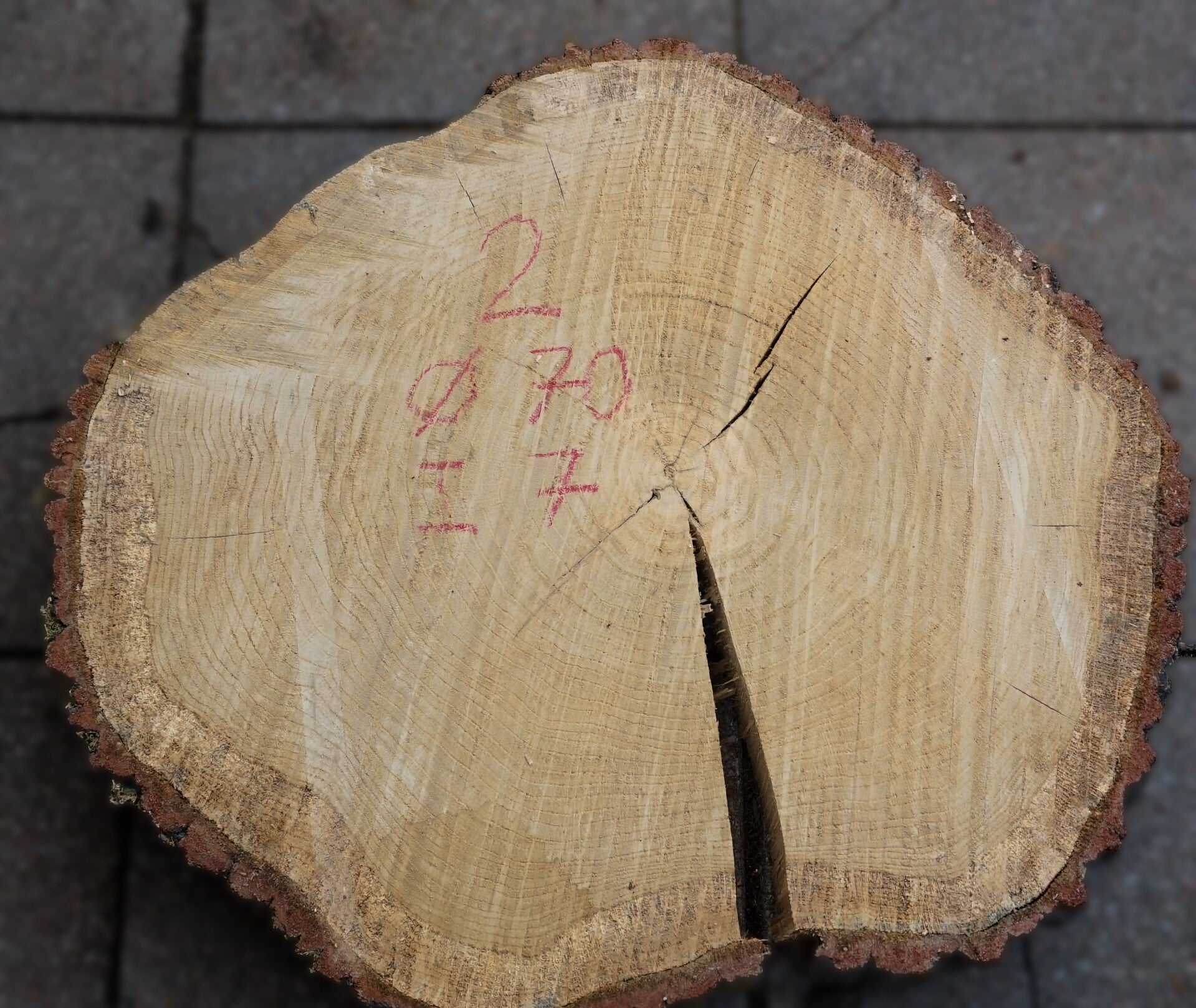 Eiken boomstamschijf 2