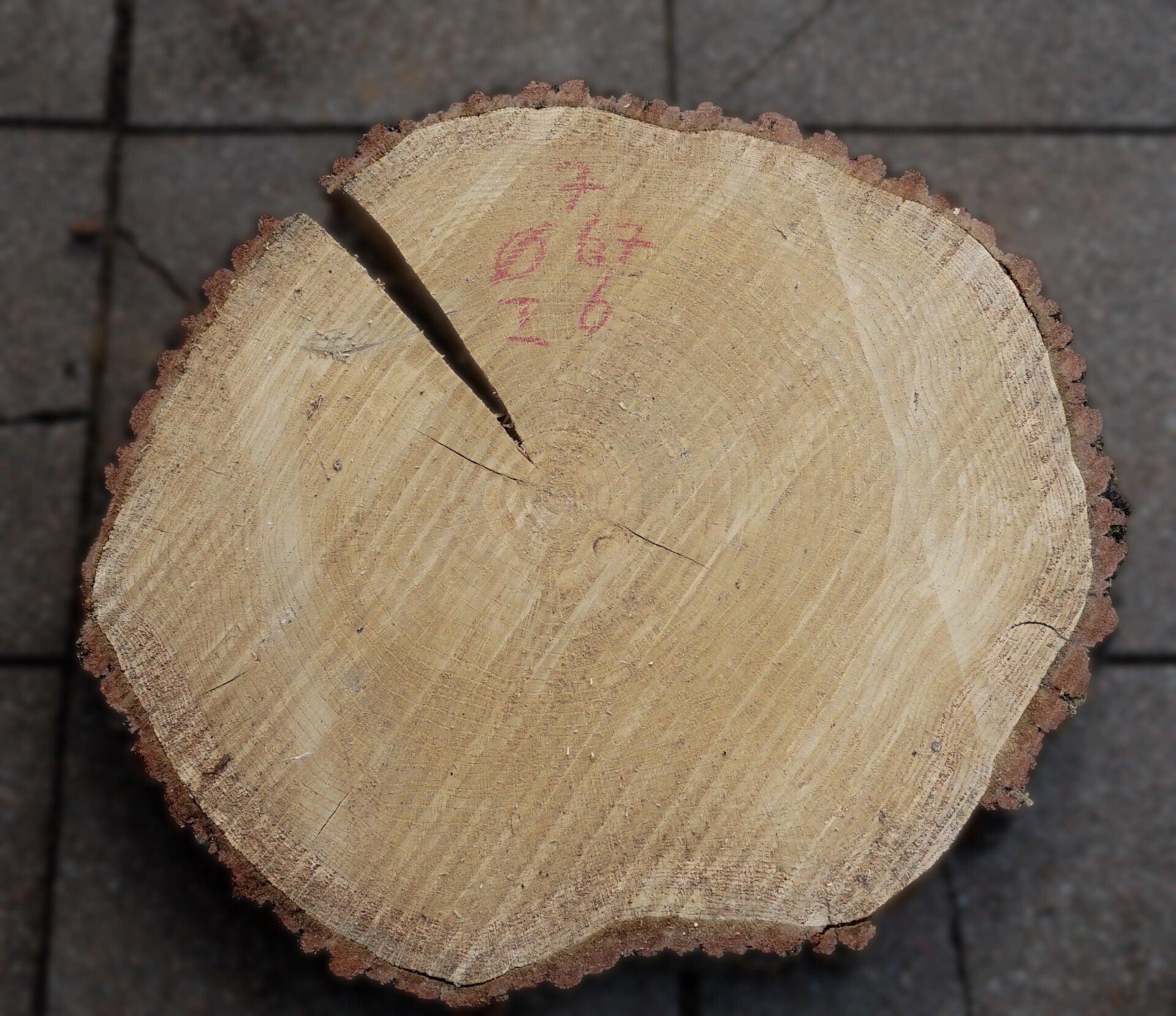 Eiken boomstamschijf 7