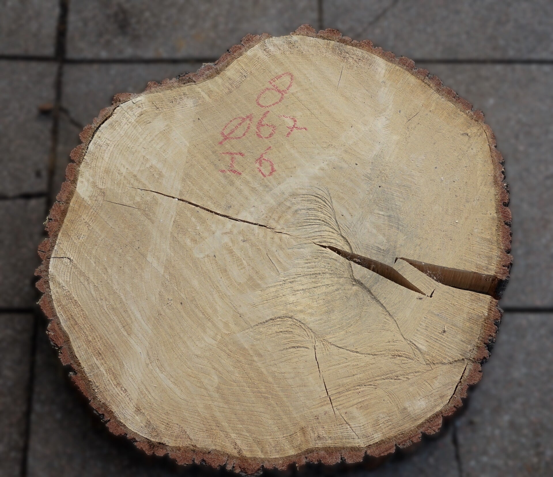 Eiken boomstamschijf 8