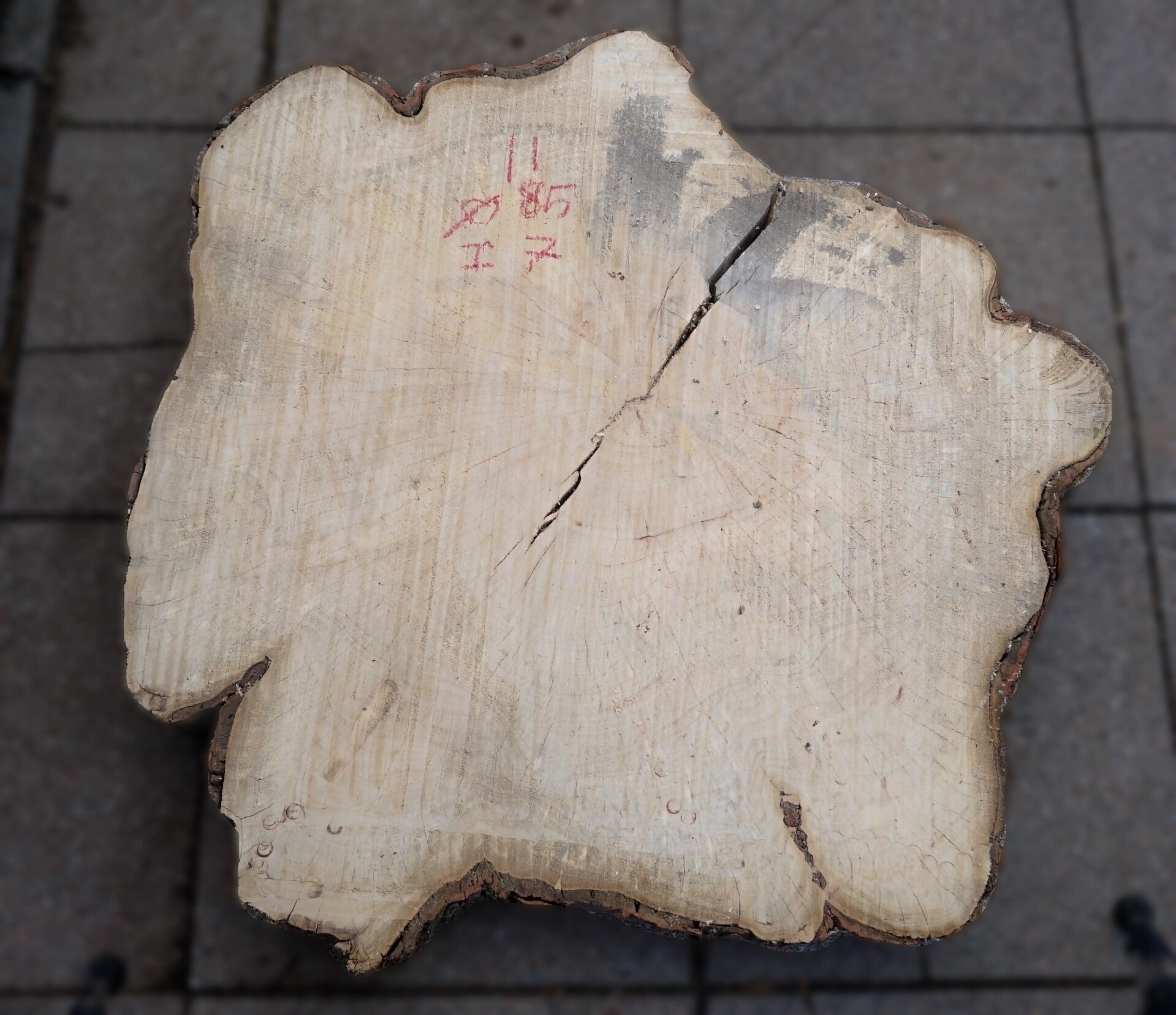 Esdoorn boomstamschijf 11