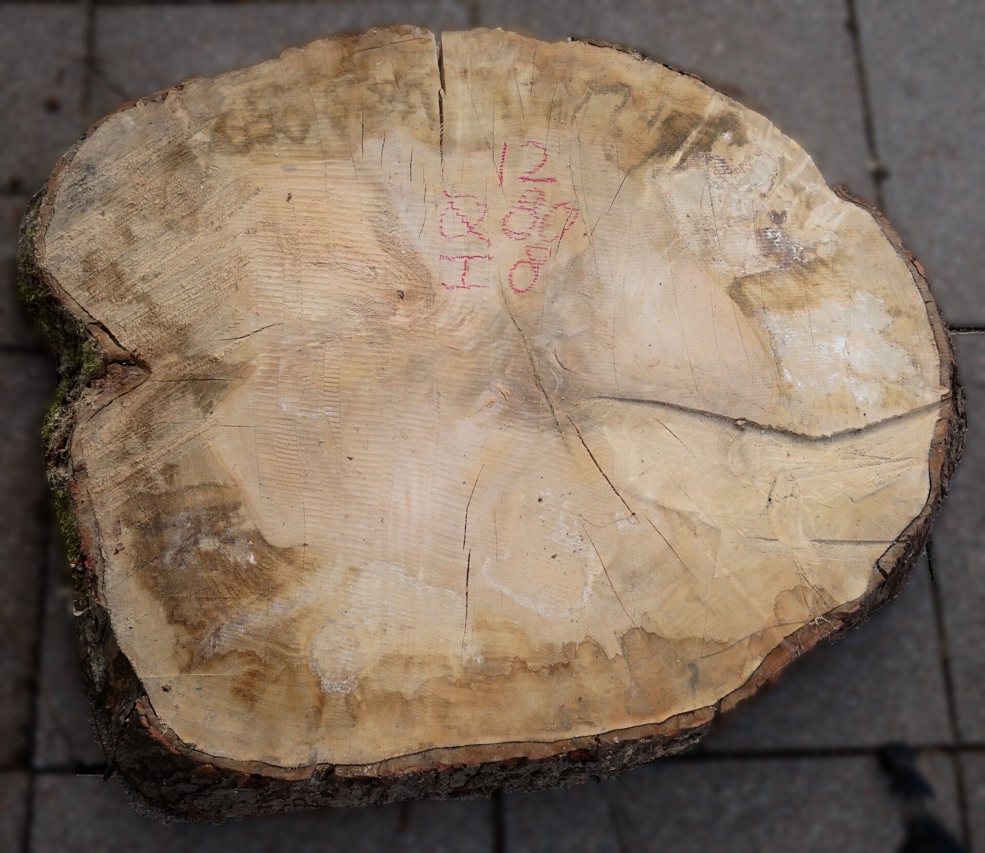 Esdoorn boomstamschijf 12