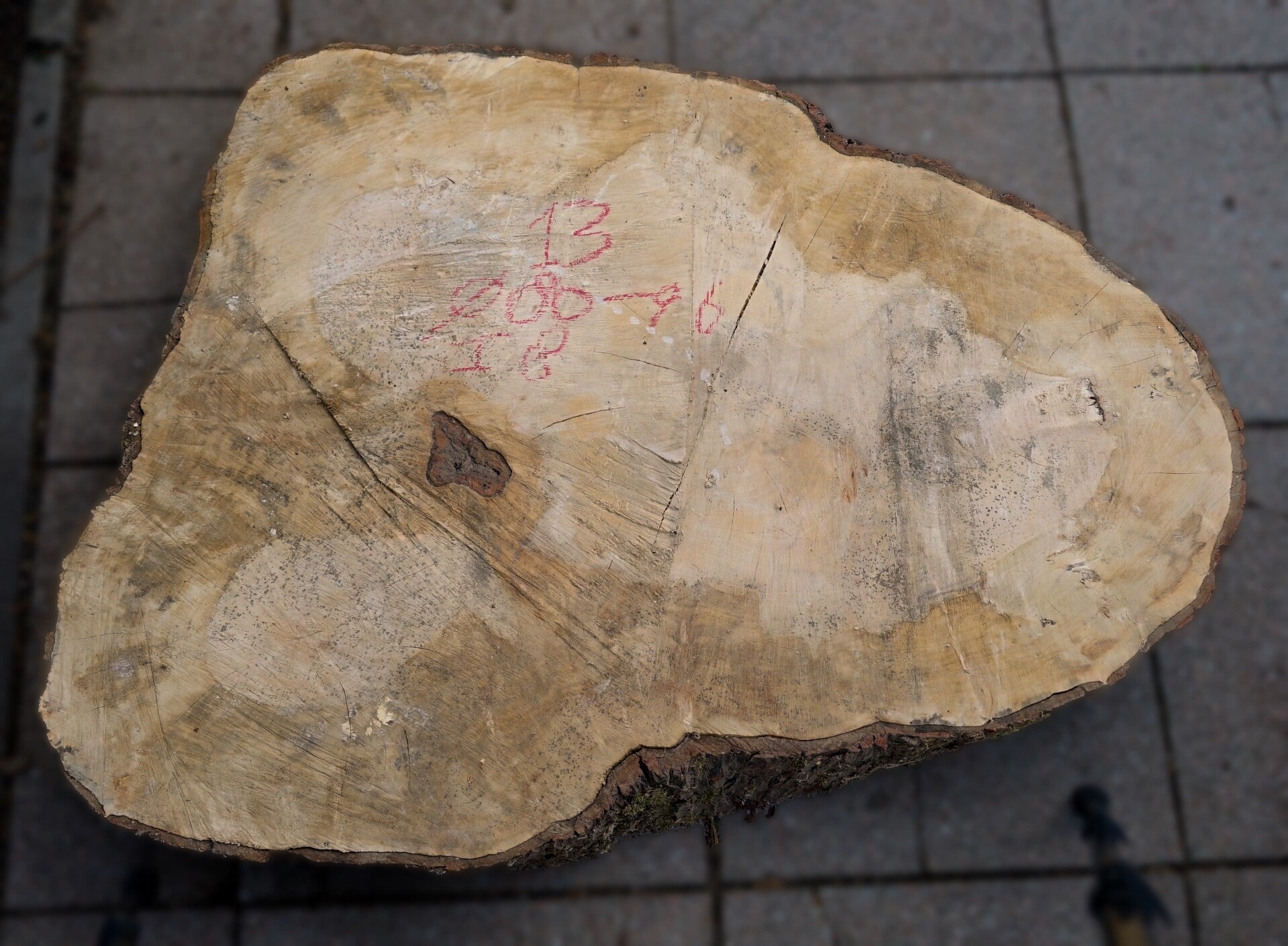 Esdoorn boomstamschijf 13