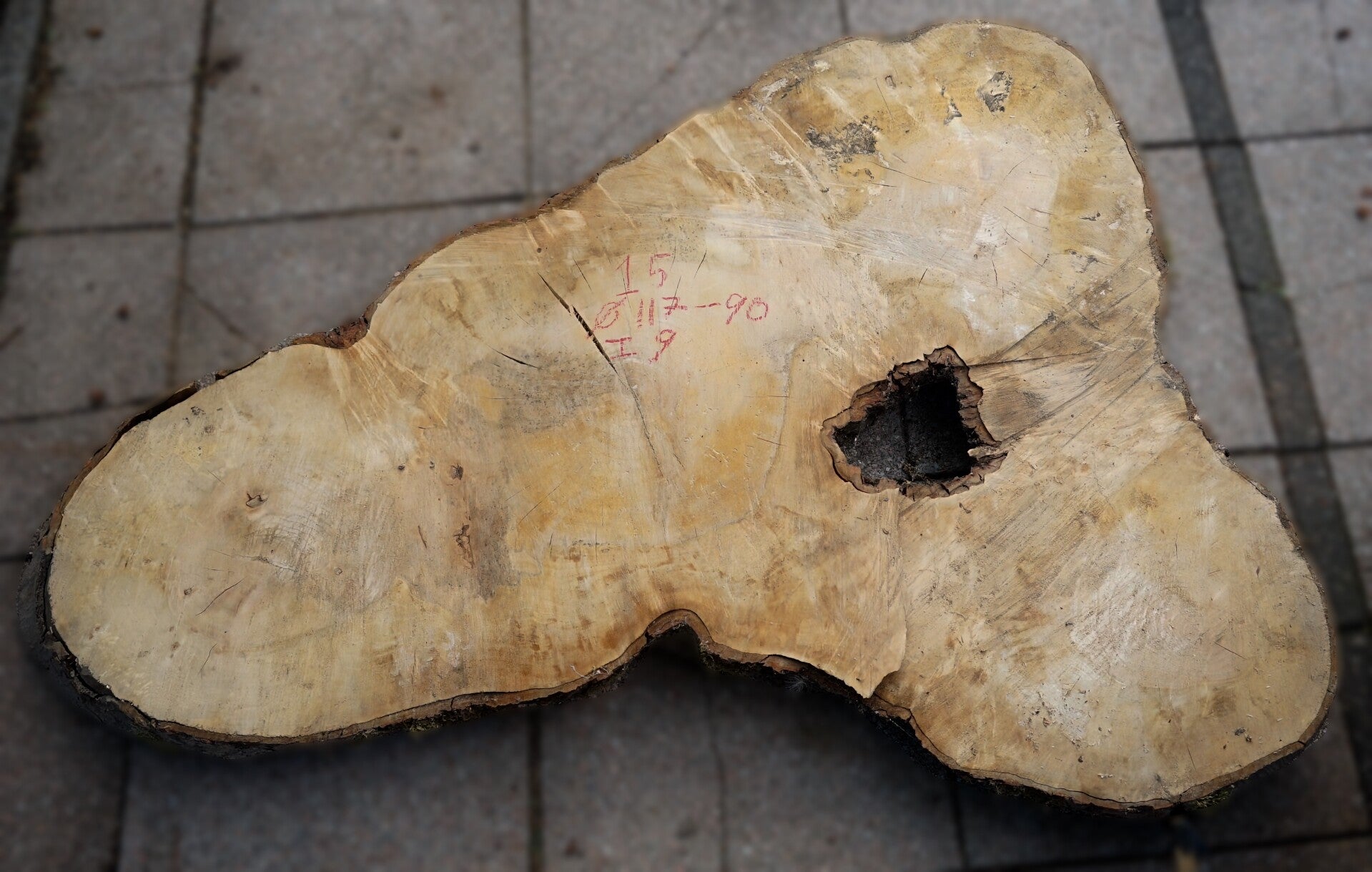 Esdoorn boomstamschijf 15