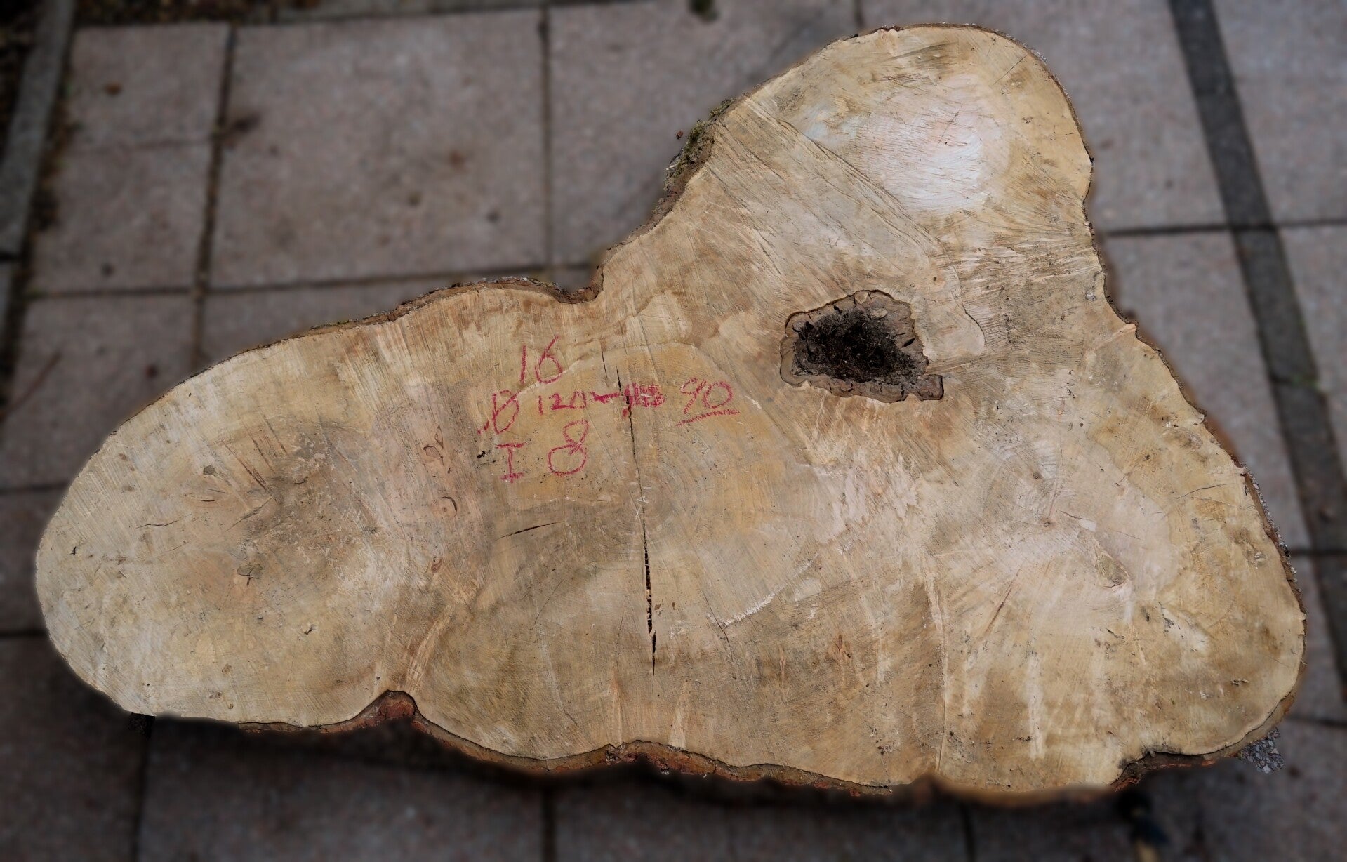 Esdoorn boomstamschijf 16