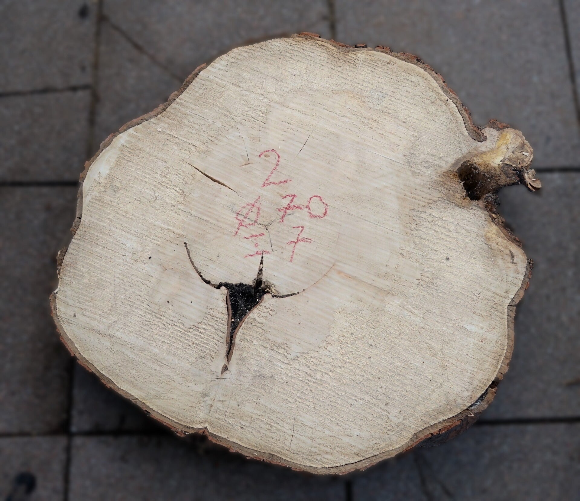 Esdoorn boomstamschijf 2