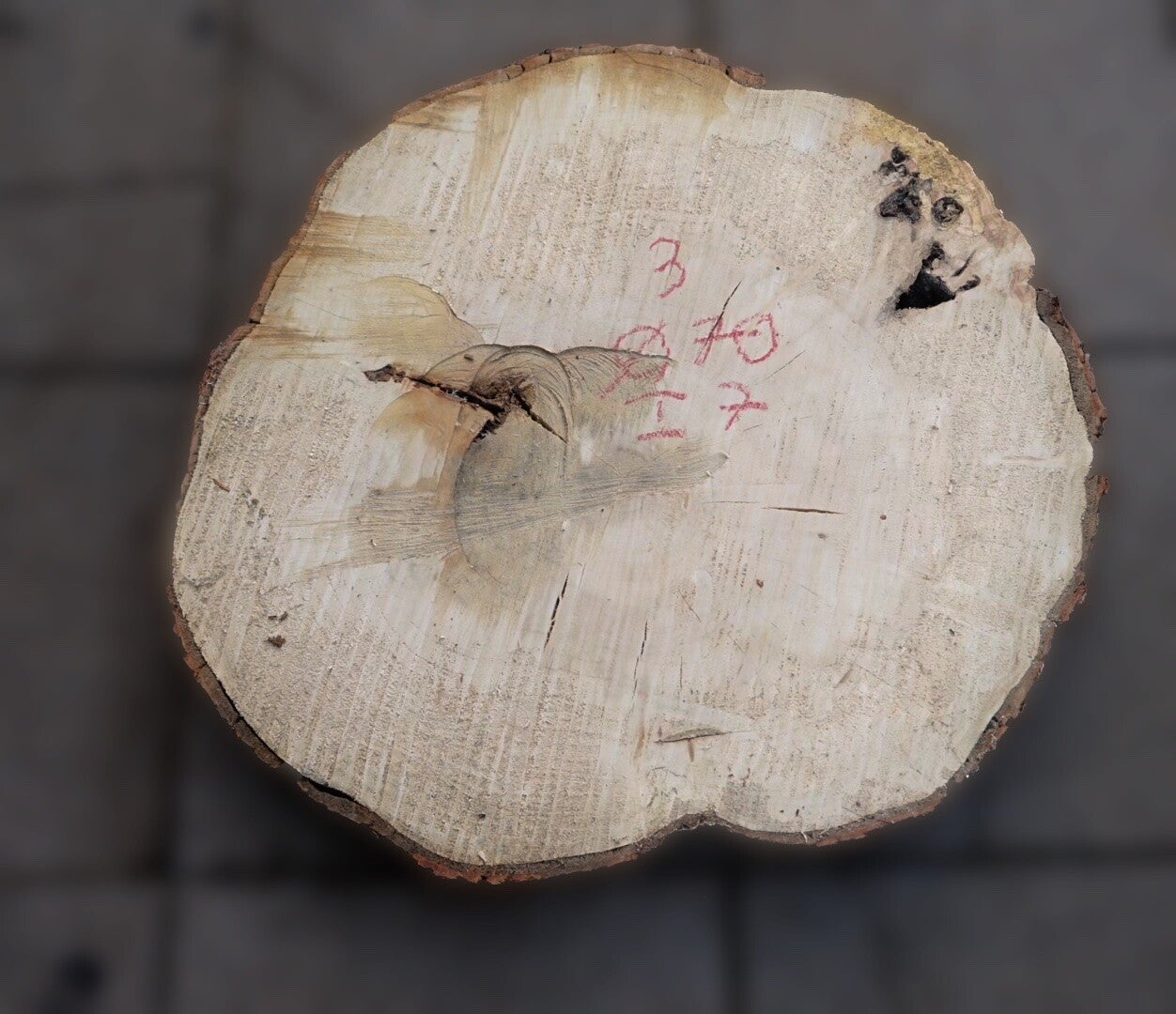 Esdoorn boomstamschijf 3