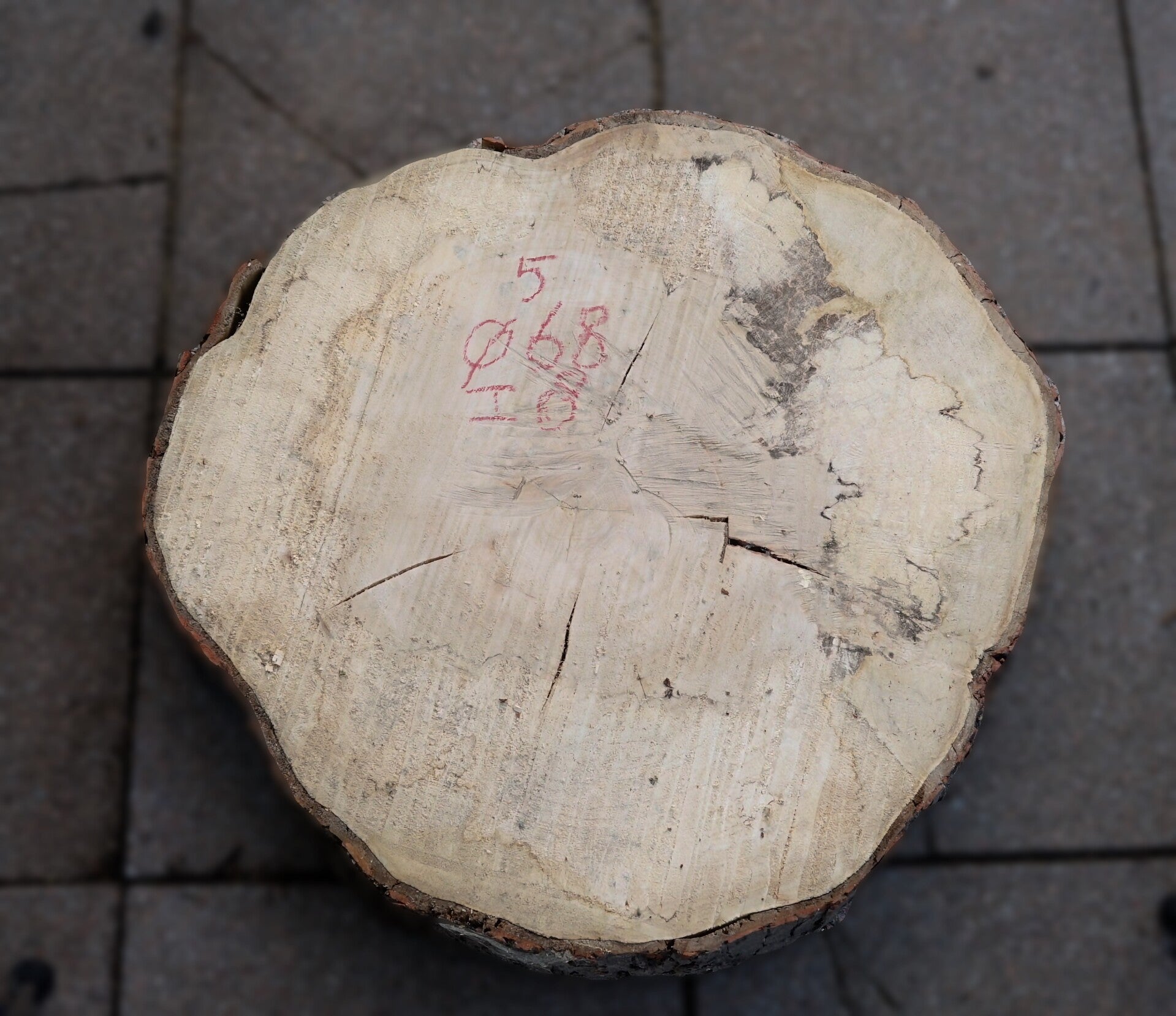 Esdoorn boomstamschijf 5