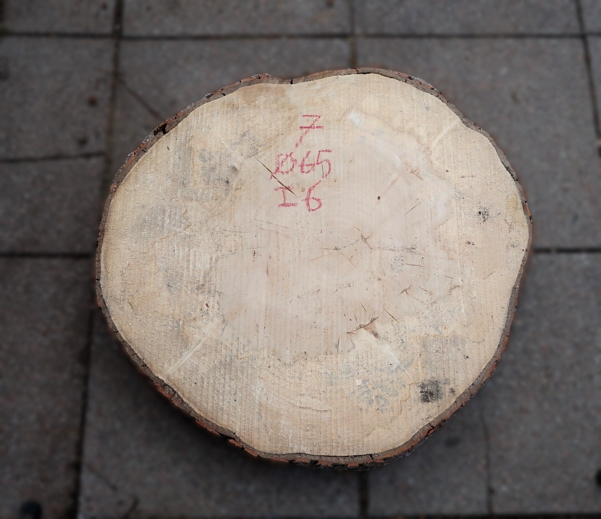 Esdoorn boomstamschijf 7