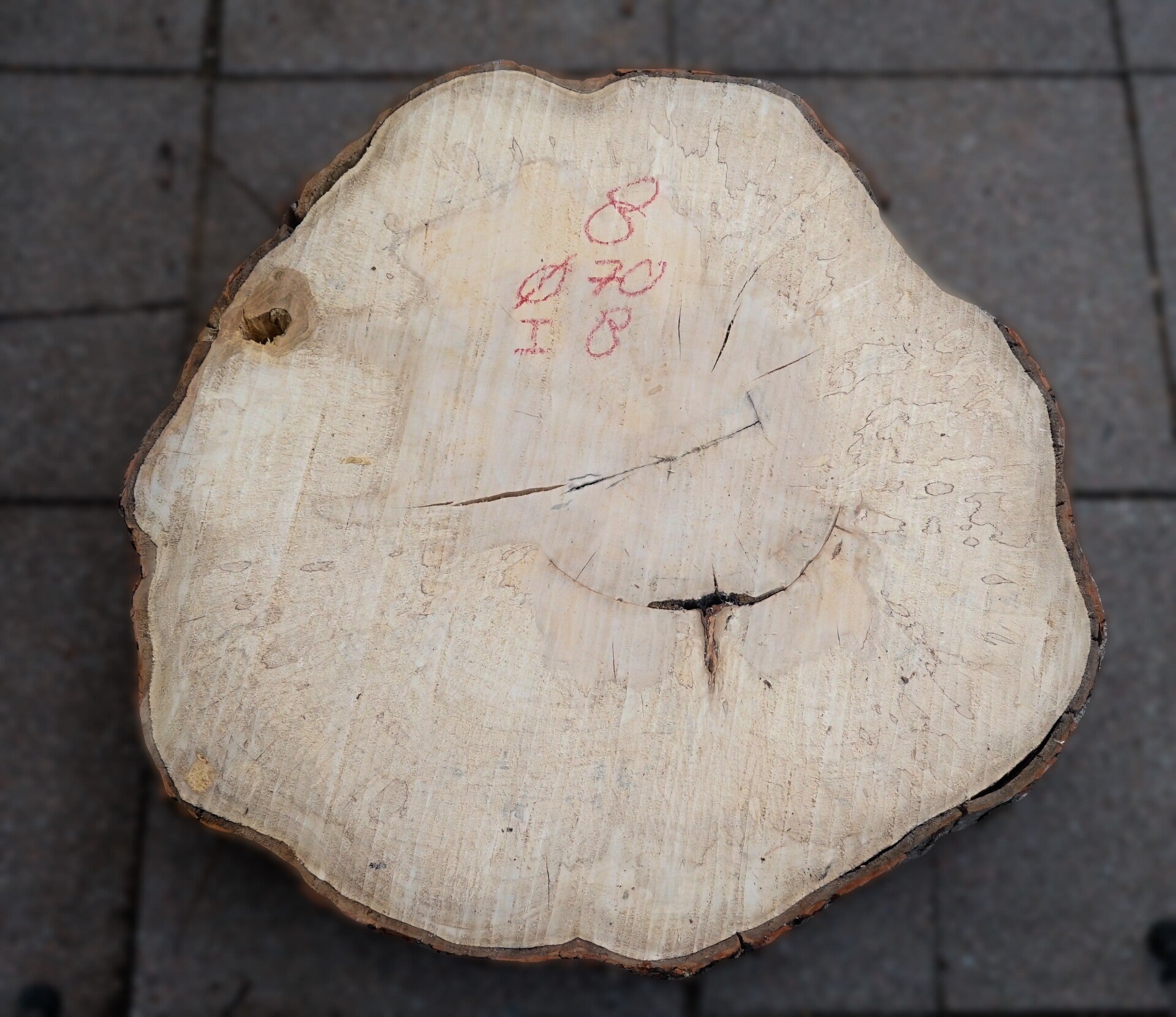 Esdoorn boomstamschijf 8