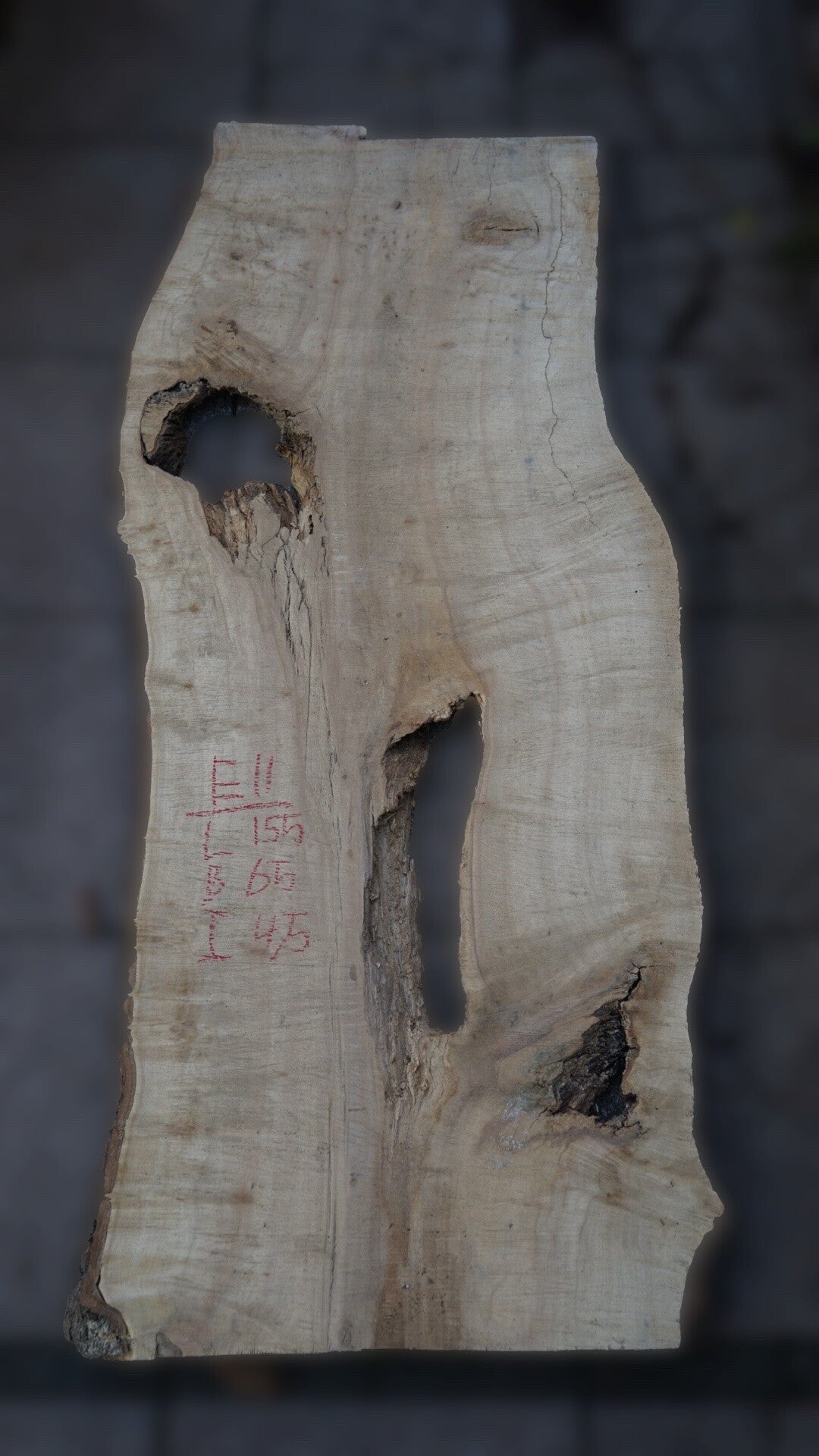 Esdoorn schaaldeel E11