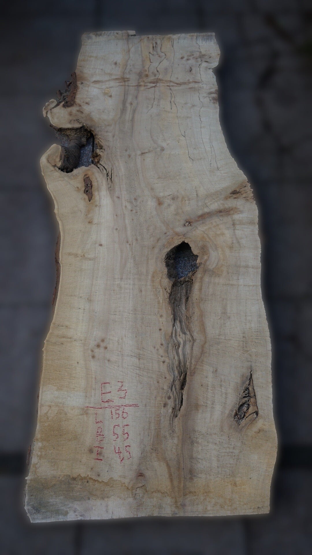 Esdoorn schaaldeel E3