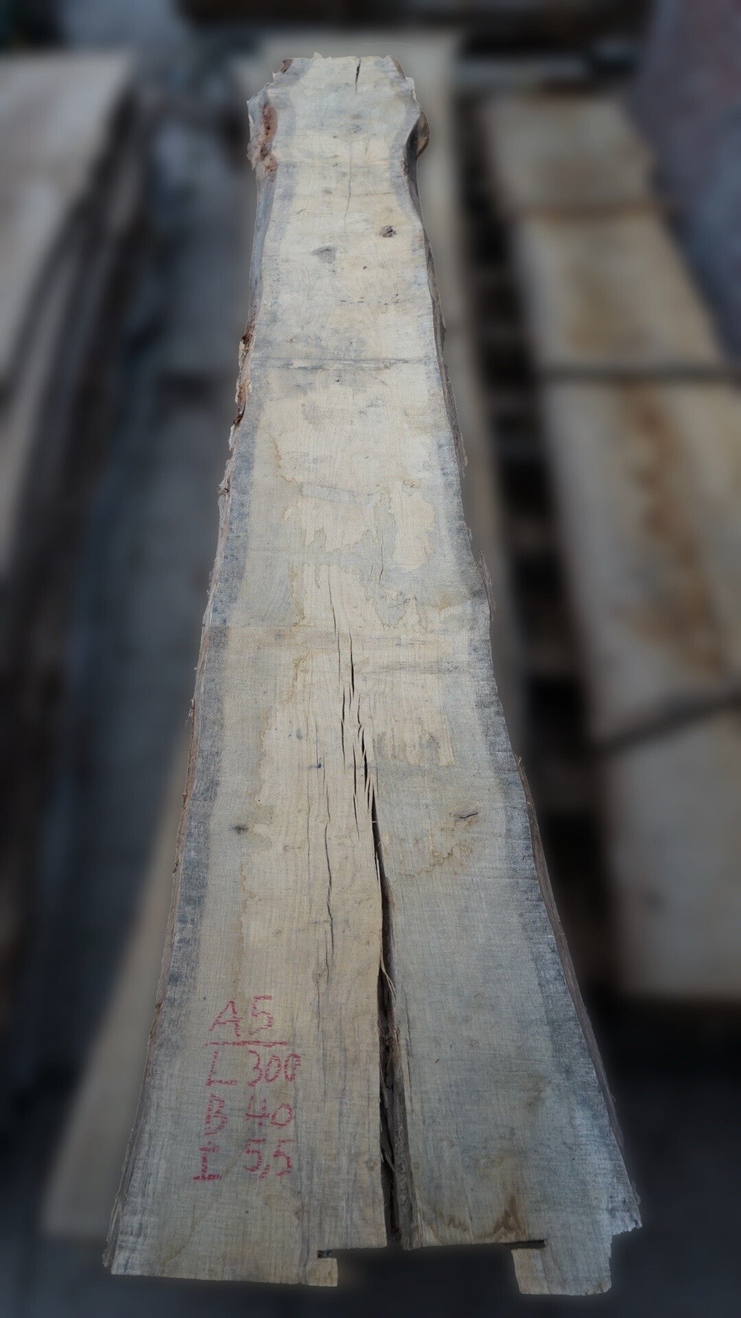 Europees eiken schaaldeel A5