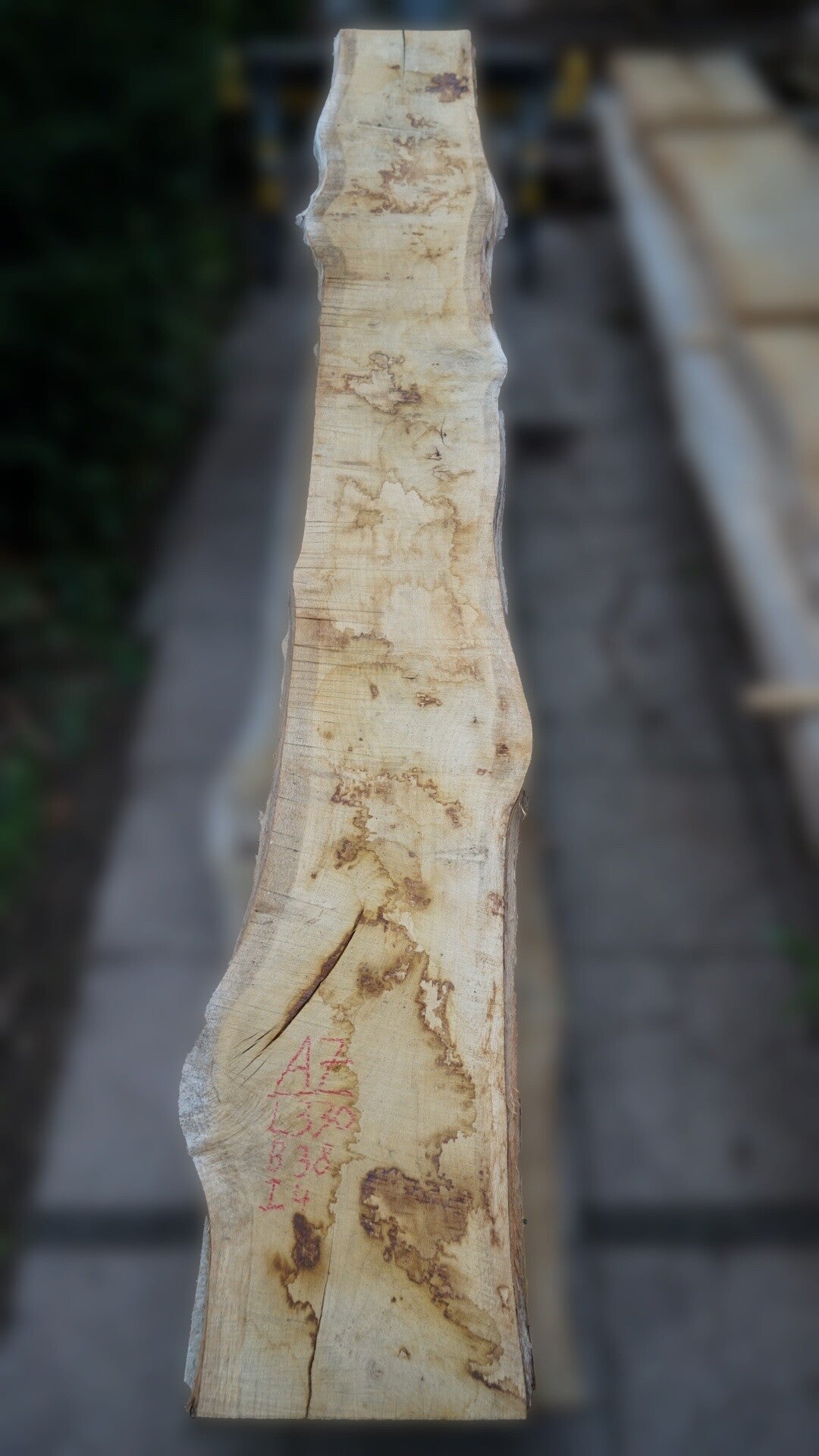 Europees eiken schaaldeel A7