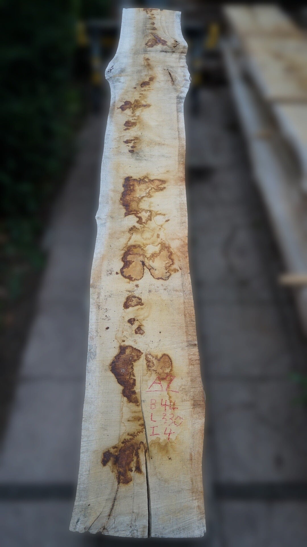 Europees eiken schaaldeel A9