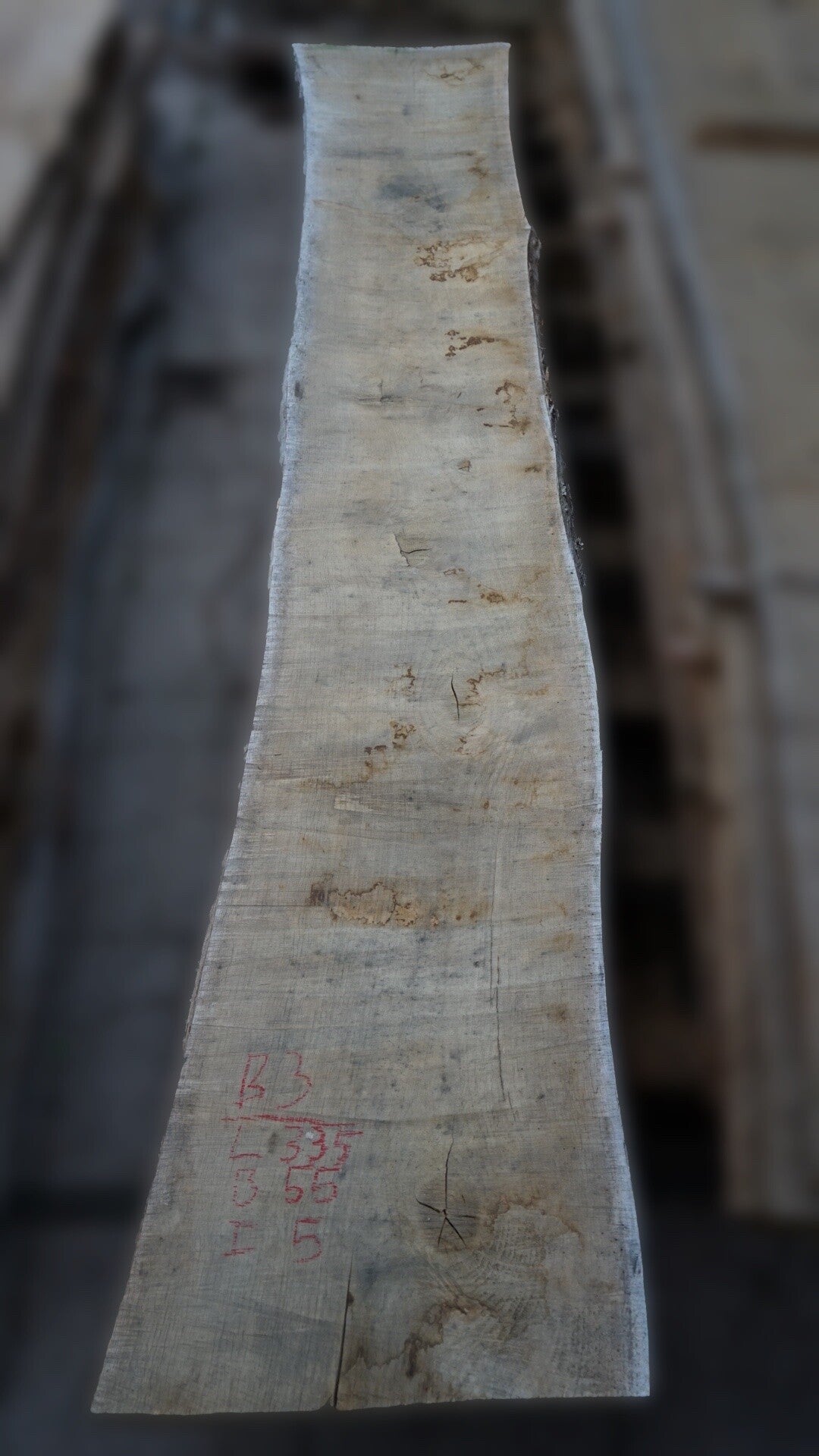 Europees eiken schaaldeel B3