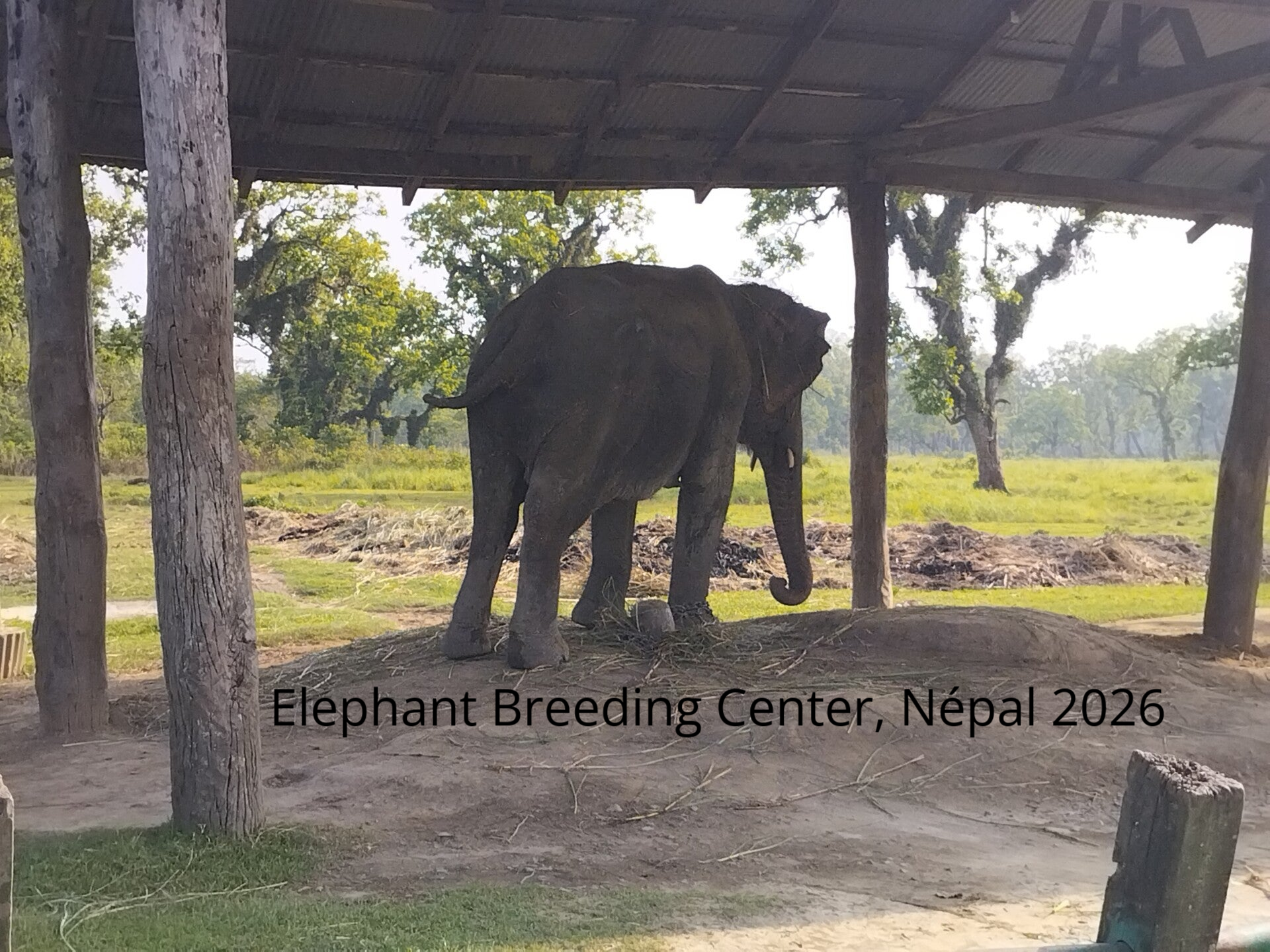 Elephant Breeding Center, Népal 2026