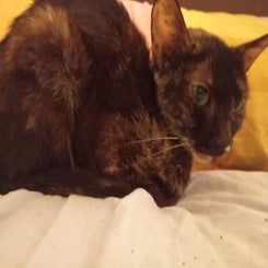 los-gatitos-de-nia-dana-1-standard.jpg