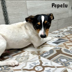 pep3-standard.jpg