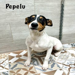 pepelu-standard.jpg